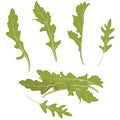 Rucola leaves vector stock illustration. Greens.